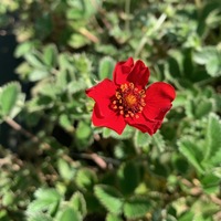 Potentilla atrosanguinea 
